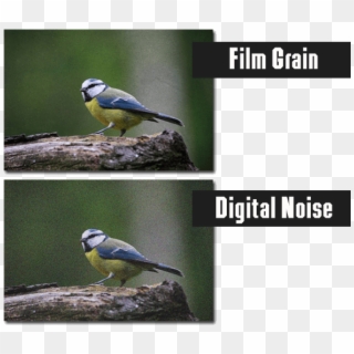 The Difference Between Digital Noise And Film Grain - Digital Noise Vs Film Grain Clipart
