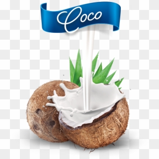 Nuevo Coco Mestre - Coconut Clipart
