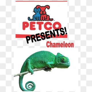 Petco Presents Chameleon - Petco Clipart