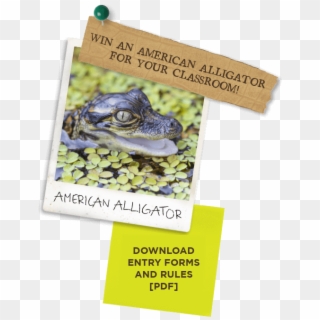 Education - American Alligator Clipart