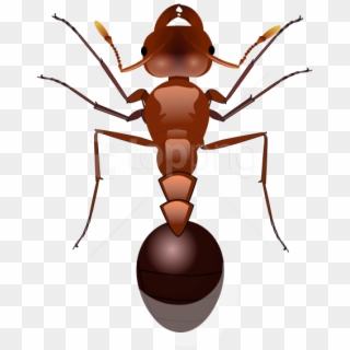 Free Png Ants Png Images Transparent - Fire Ant Png Clipart