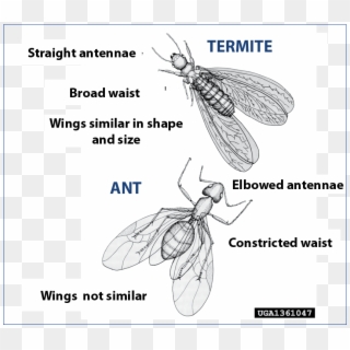 Difference Between Winged Carpenter Ants And Winged - Termite Princess Clipart