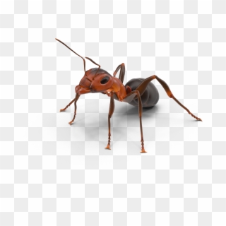 Ant Control Rockwall Texas First Response Lawn - Hornet Clipart