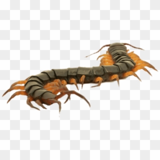 Close Up Of A Brown Centipede - Centipede Close Up Clipart