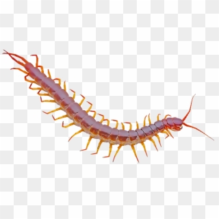 Centipedes - Desert Centipede Transparent Clipart