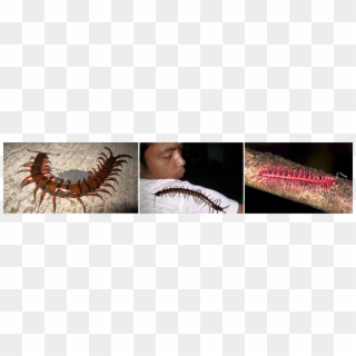 The Centipede Is Probably One Of The Most Disgusting - Centipede Clipart