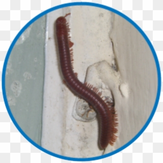 Millipedes Require High Moisture To Live - Centipede Clipart