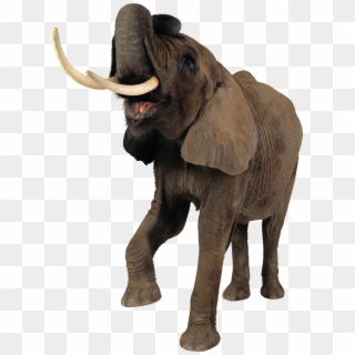 Elephant Png Clipart