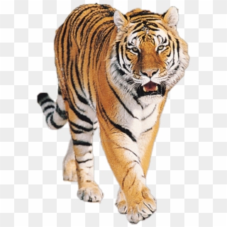 Tiger Png Free Download - Tiger Png Hd Clipart
