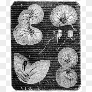File - La Nature - 1879 - S1 - P377 Origines De La - Anthurium Clipart