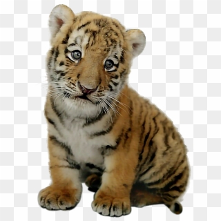 Picsart Baby Tiger Png , Png Download Clipart