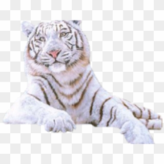 White Tiger Png Transparent Images - Tiger Clipart