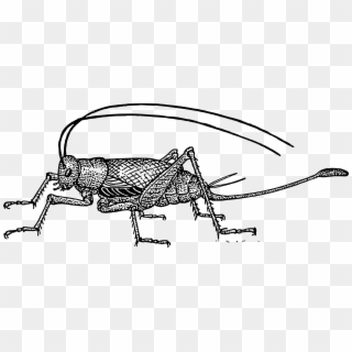Clipart Black And White Download Big Image Png - Drawings Of A Cricket Transparent Png