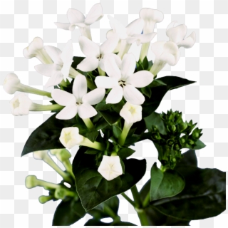 White Bouvardia Flower Clipart