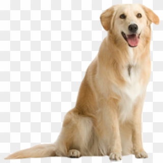 Dog Png For Designing - Real Dog Png Clipart