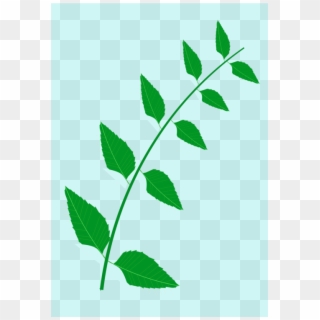 Neem Tree Leaf Drawing Medicinal Plants - Neem Tree Leaves Clip Art - Png Download