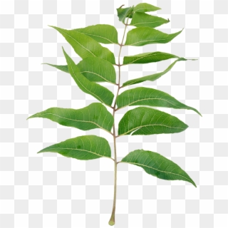 Neem Leaves Powder, Dietary Supplement - Neem Tree Leaf Png Clipart
