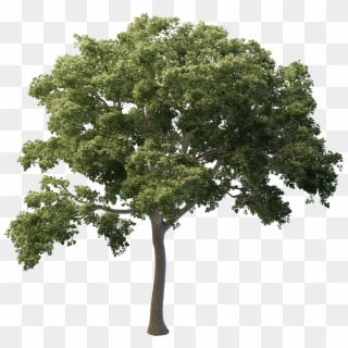 Fraxinus Tree Png Clipart