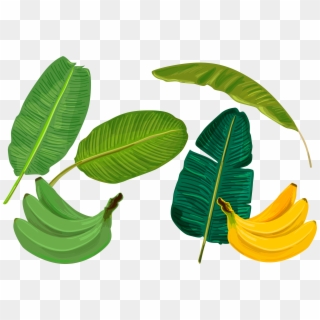Banana Leaf Sadhya Transprent Png Free Download - Vector Banana Leaf Illustration Clipart