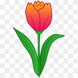 Tulip Clipart Spring - Tulips Clipart - Png Download