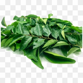 Curry Leaf - Transparent Curry Leaves Png Clipart