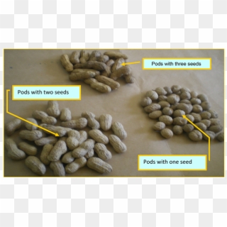 Different Groundnut Pods Used During The Experiments - Peanut Clipart