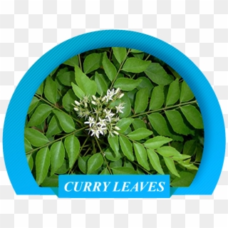 That Are Of Global Standards And To Ensure That We - Curry Leaves Clipart