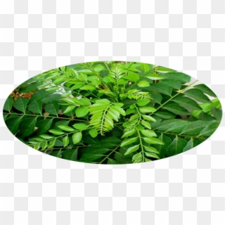 Curry Leaf Plant Clipart