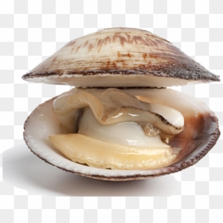 Difference Between A Clam Clipart