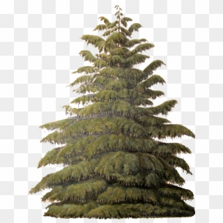 Evergreen, Tree - Sugar Pine Transparent Clipart