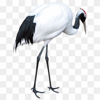 Kisspng Red Crowned Crane Download Crane - Red-crowned Crane Clipart