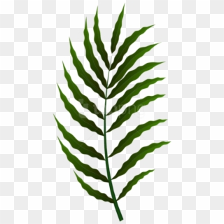Free Png Download Green Leaf Clipart Png Photo Png - Fern Transparent Png