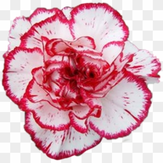 Carnation Sticker - 香 石竹 Clipart