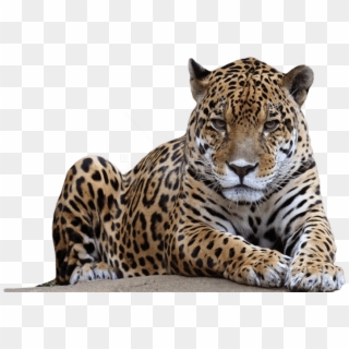Free Png Download Jaguar Free Pictures Png Images Background - Leopard Png Clipart