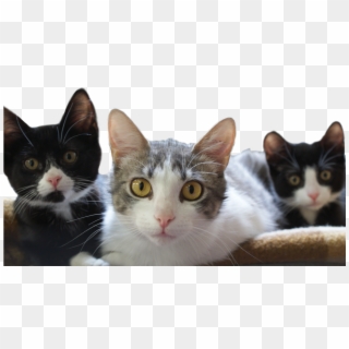 Kittens Adopt Clipart