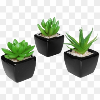 Set Of Modern Home Decor Mini Succulent - Small Desk Plants Clipart