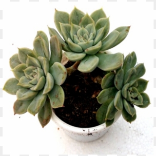 Graptoveria 'pik Ruz' Succulent Plant - Flowerpot Clipart