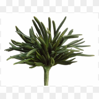 10" Finger Succulent Bush Green - Agave Clipart