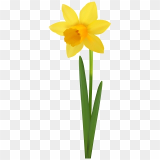 Daffodil Flower Transparent Image - Narcissus Clipart