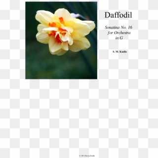 Daffodil Sheet Music Composed By S - Narcissus Clipart
