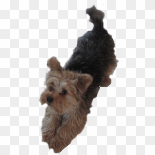 Yorkie Dog Pleading Icons Png - Dog Yorkie Clip Art Transparent Png