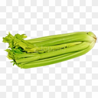 Free Png Green Celery Png Images Transparent - Celery Clipart