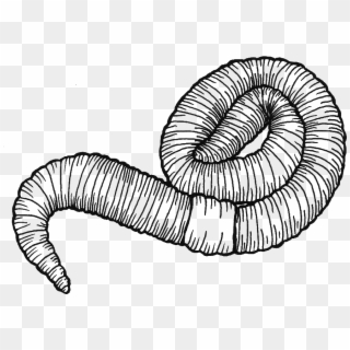 Image Royalty Free Stock At Getdrawings Com Free For - Drawing Earthworm Clipart