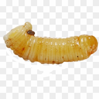 Ooteca - Larvas Png Clipart