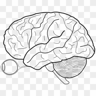 Brain Drawing Png - Human Brain Sketch Clipart
