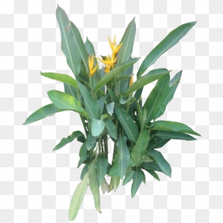 Heliconia Bihai - Tropical Plant Png Free Clipart