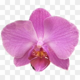 700 X 573 8 - Transparent Pink Orchid Clipart