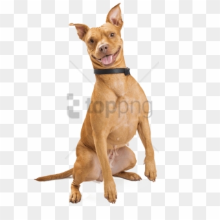 Free Png Download Smiling Dog Png Images Background - Australian Cattle Dog Mix Tan Clipart