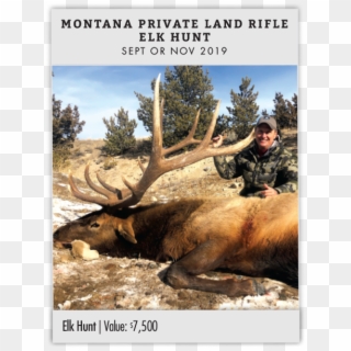 Montana Private Land Rifle Elk Hunt - Elk Clipart