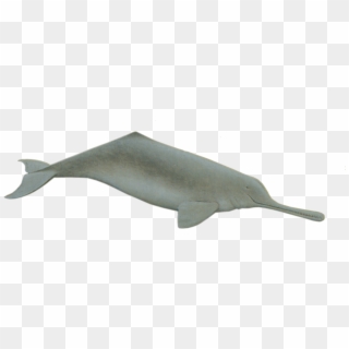 Ganges River Dolphin Susu, Side-swimming Dolphin - Ganges River Dolphin Png Clipart